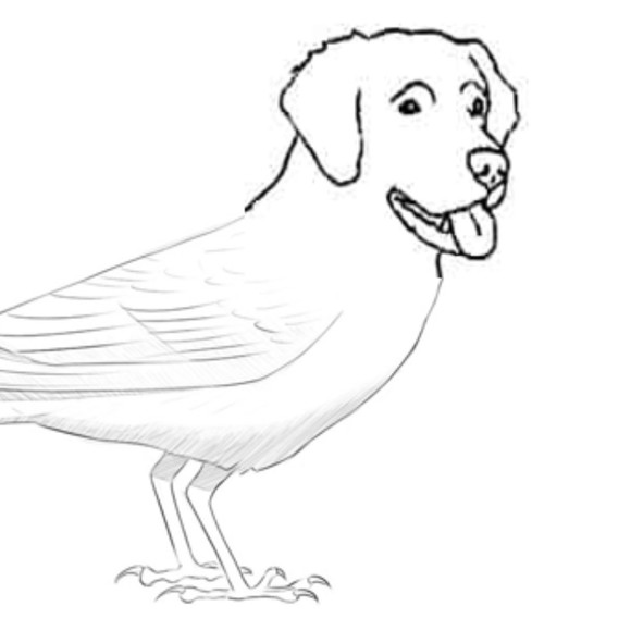birddogg34
